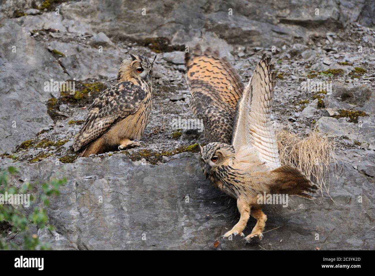 Gufi dell'aquila eurasiatica ( Bubo bubo ), arroccati su una ripida parete rocciosa, giocando, si scivola giù, cadendo giù, sembra divertente, giovane giocoso, fauna selvatica, Europa. Foto Stock