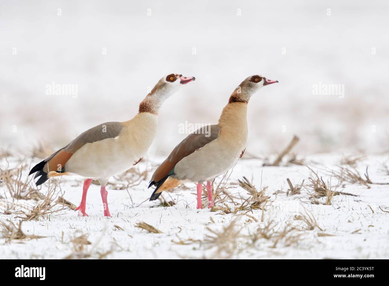 Oche egiziane / Nilgaense (Alopochen aegyptiacus), coppia, coppia in inverno, mostra un comportamento aggressivo, in difesa del loro territorio, insieme, wildlif Foto Stock