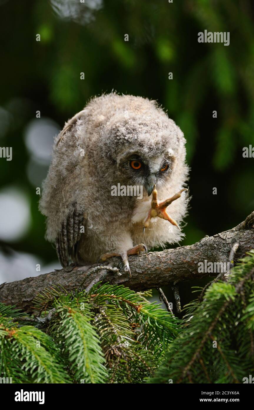 Gufo da lungo allevato ( Asio otus ), uccello giovane, gufo pulcino, arroccato in una conifere, guardando i suoi piedi, artigli affilati, animali divertenti, uccelli, fauna selvatica, Europa. Foto Stock