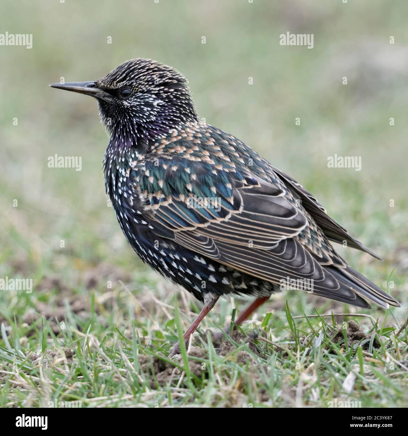 Comuni / Starling stelle ( Sturnus vulgaris ) in inverno, seduta / in piedi in un prato, guardando attentamente, fauna selvatica, l'Europa. Foto Stock