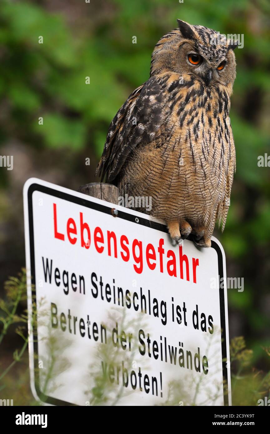 Eurasian Eagle Owl ( Bubo bubo ) appollaiato su un segnale di pericolo, sembra che stia sorvegliando il suo territorio, sembra divertente, fauna selvatica, Europa. Foto Stock