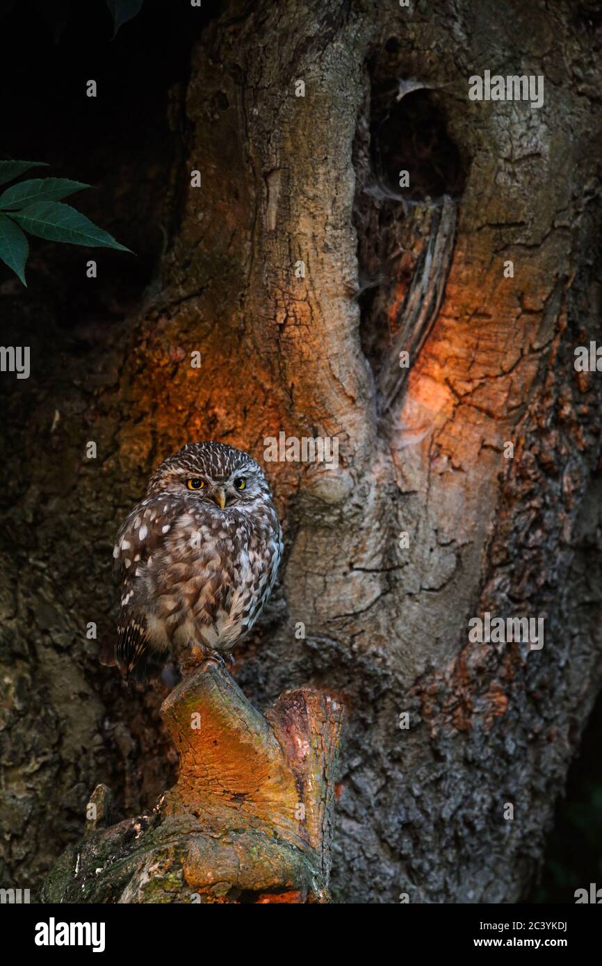 Little Owl / Minervas Owl ( Athene noctua ) arroccato su un albero di pollard di fronte alla sua cavità, alla prima luce del mattino, fauna selvatica, Europa. Foto Stock