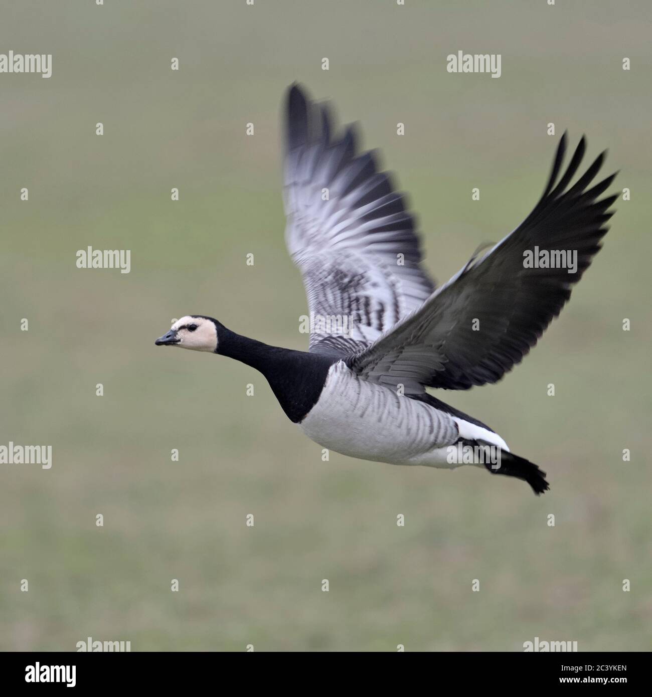 Barnacle Goose / Nonnengans ( Branta leucopsis ) in volo, volando sui terreni agricoli verde, dynamic shot singolo uccello, fauna selvatica, l'Europa. Foto Stock