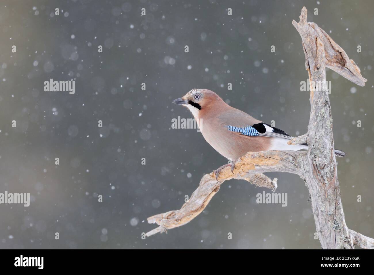 Eurasian Jay ( Garrulus glandarius ) in inverno, arroccato su un vecchio albero marcio, in neve, nevicate, fauna selvatica, Europa. Foto Stock