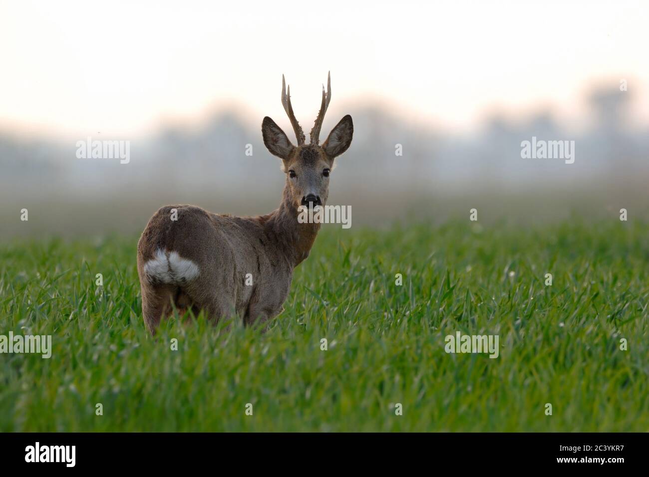 Roe Deer ( Capreolus capreolus ), forte buck, in piedi in campo di grano giovane, guardando oltre le sue spalle, la luce del mattino presto, la fauna selvatica, Europa. Foto Stock