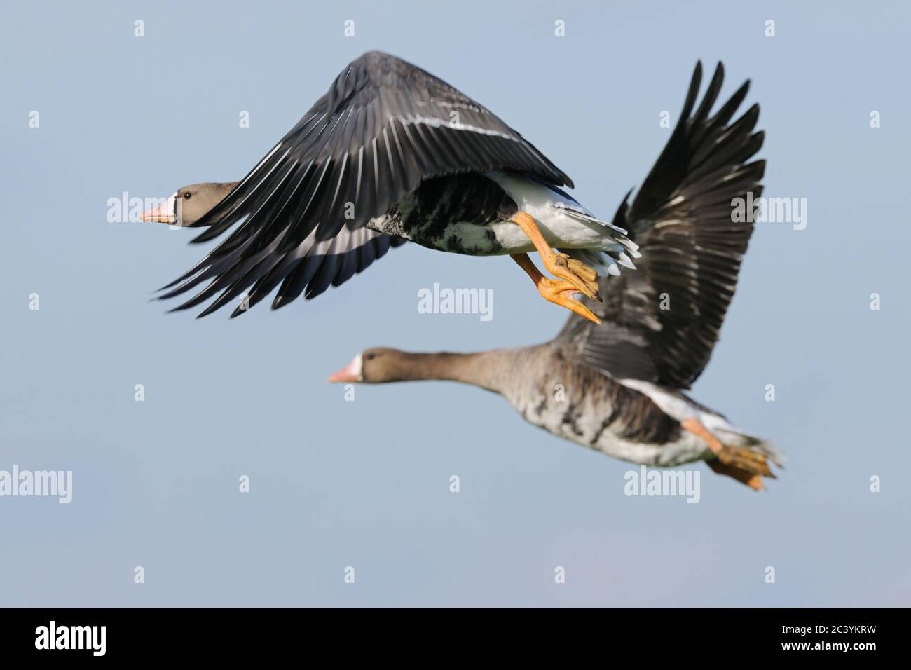 Greater White-fronted Oca / oche ( Anser albifrons ) in volo, volare in alto in aria, fauna selvatica, Europa. Foto Stock