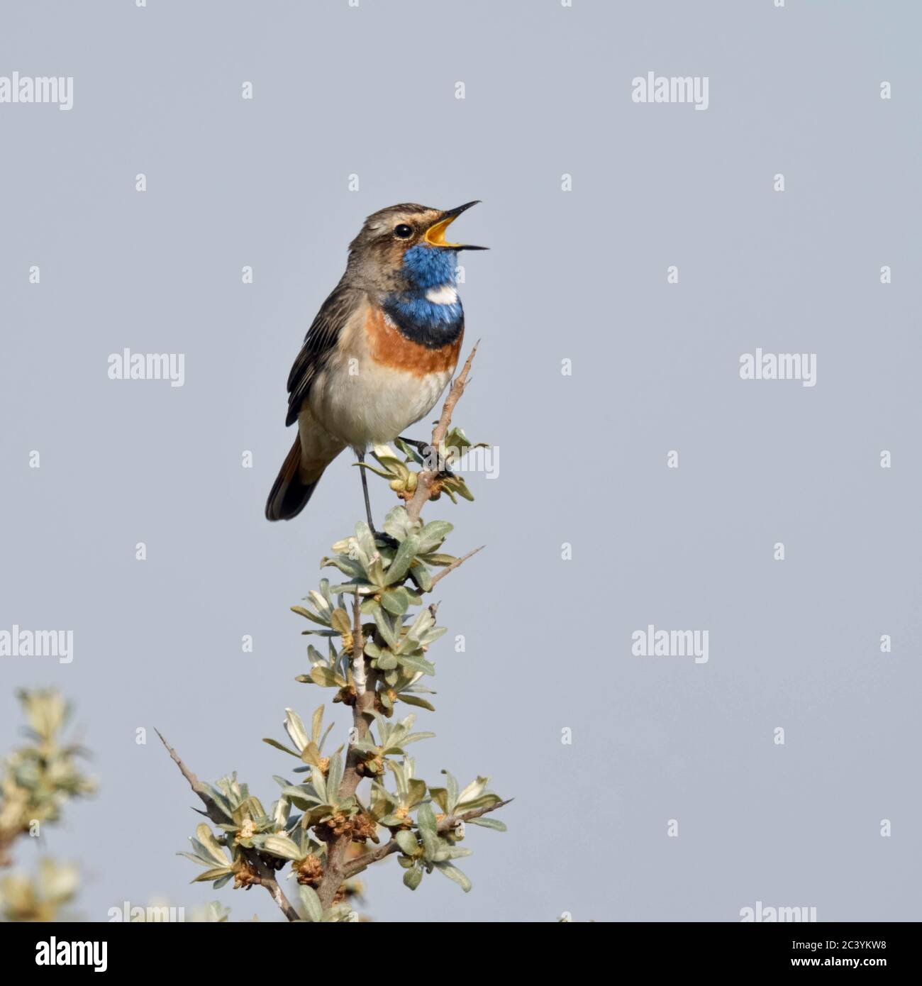 White-spotted pettazzurro / Blaukehlchen ( Luscinia svecica ) maschio adulto, appollaiato su seabuckthorn, cantando, la fauna selvatica, l'Europa. Foto Stock