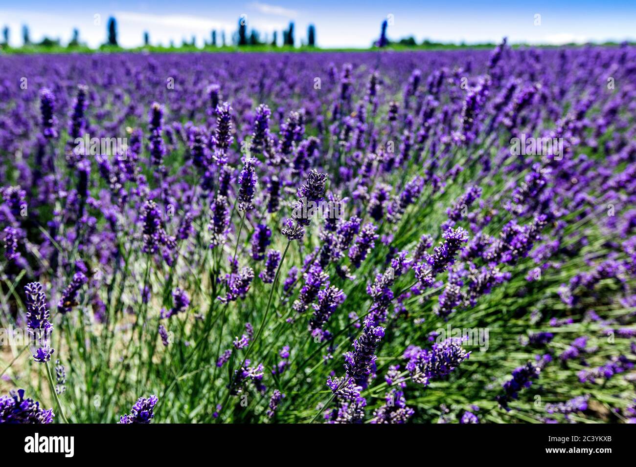 Campo di lavanda sul delta del po Foto Stock