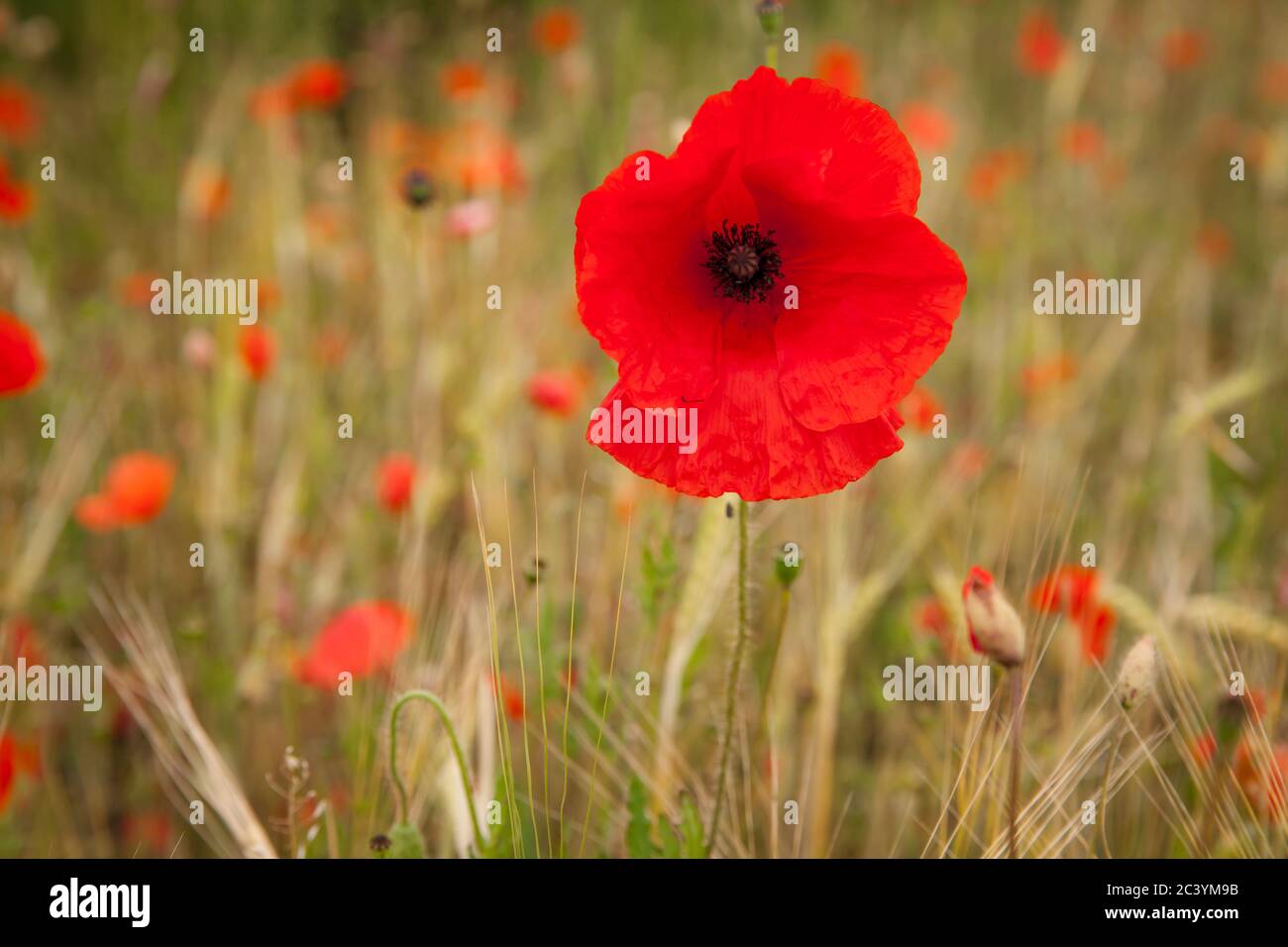 Papavero di mais in un campo di mais vicino a Blankenheim nella regione di Eifel, Renania settentrionale-Vestfalia, Germania. Klatschmohn in einem Getreidefeld bei Blankenheim in Foto Stock
