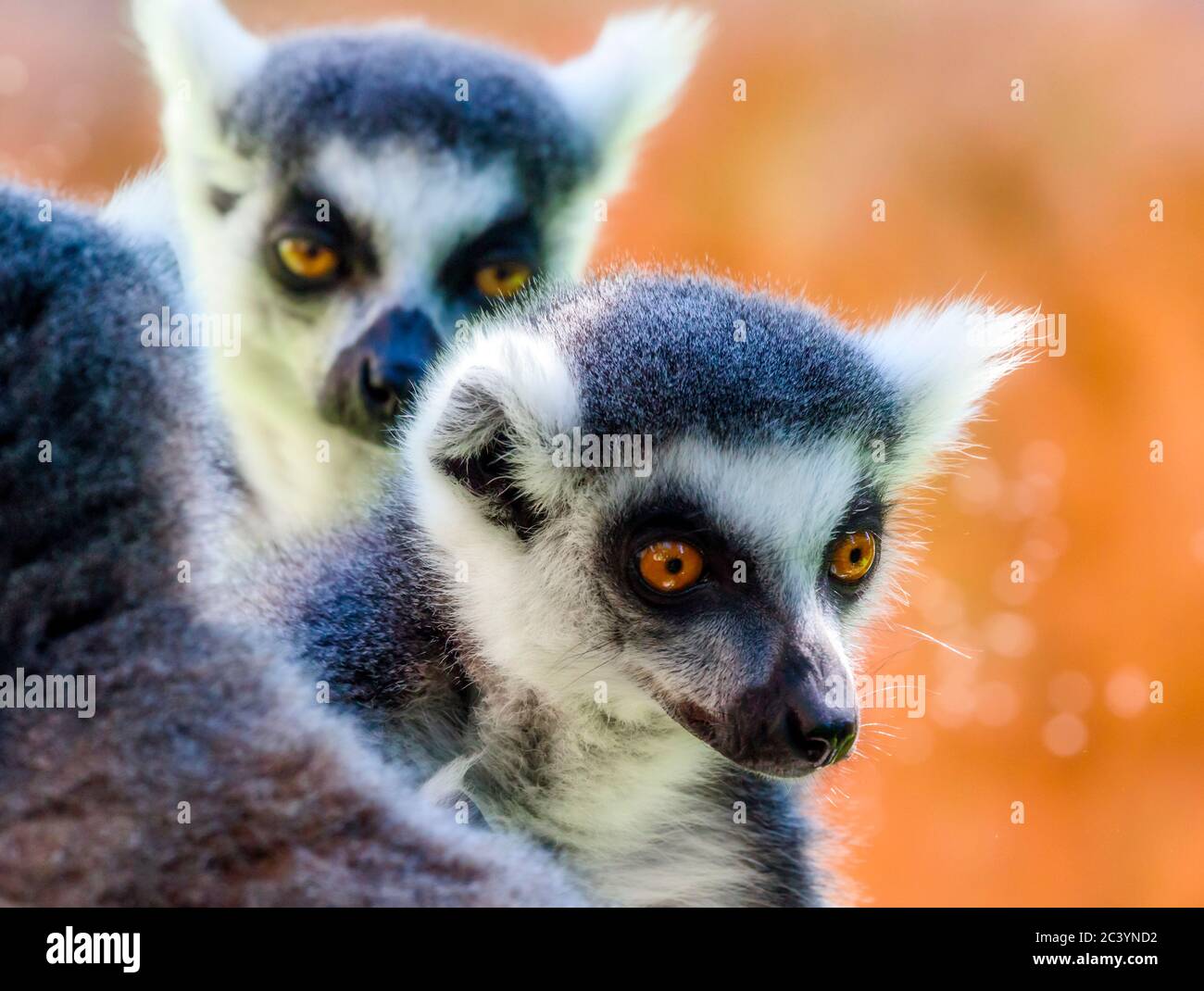 Lemure con coda ad anello (catta di Lemur). Fotografato in cattività. Foto Stock