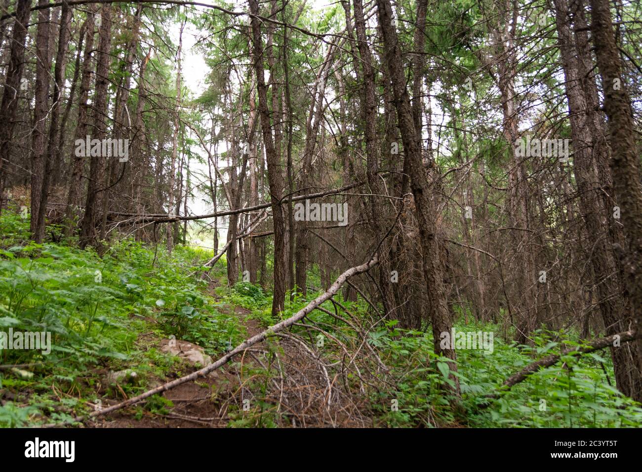Idilliaco paesaggio estivo con boschi e pini in montagna. Foto Stock