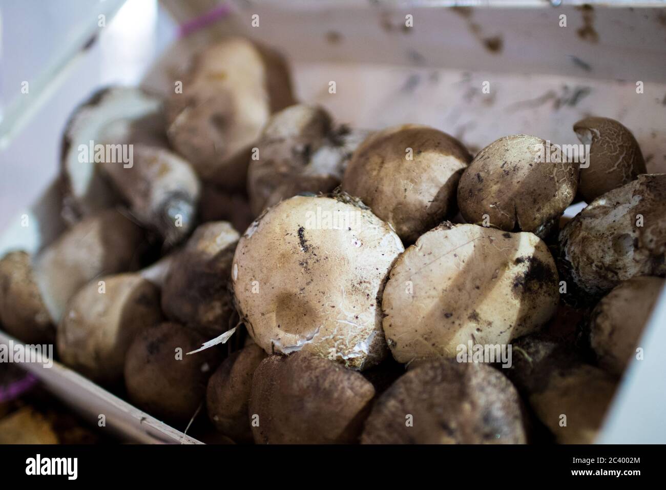 Una cassa di funghi porcini al mercato locale di una storica città italiana. Funghi porcini freschi Foto Stock