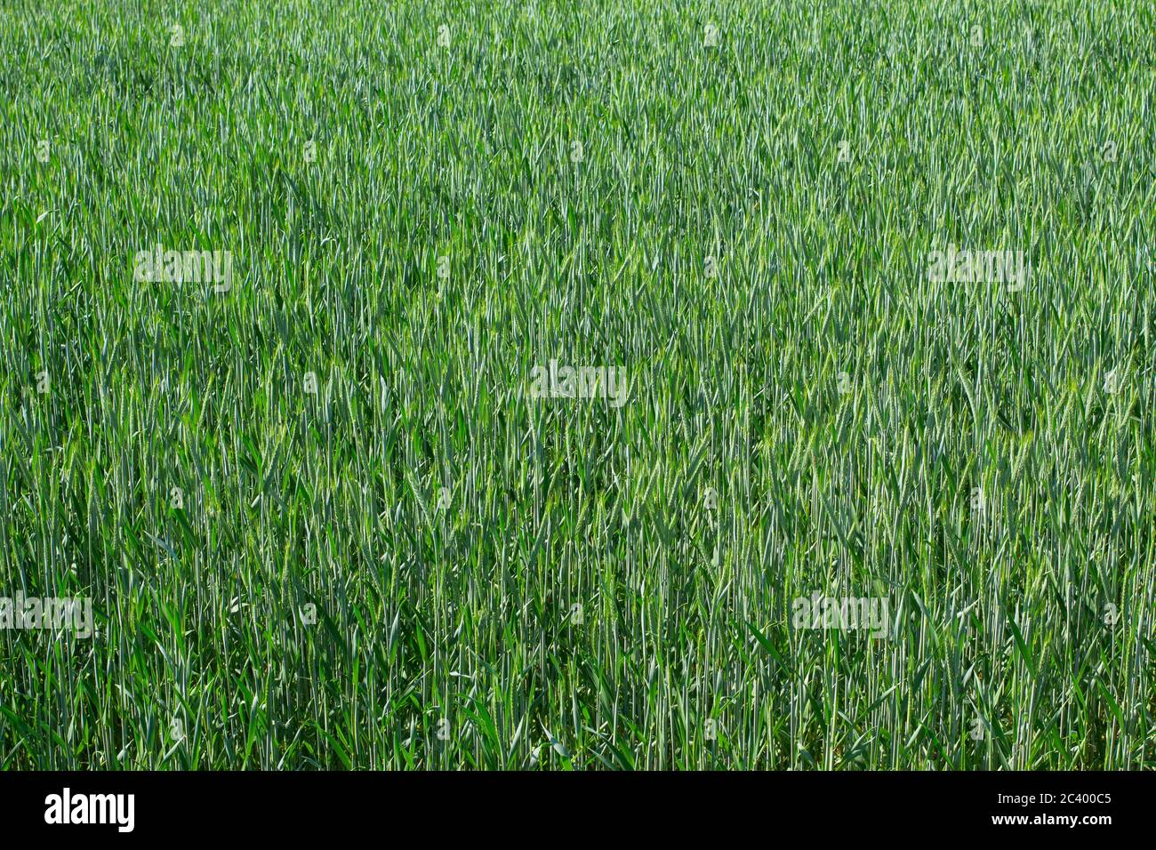 Piante verdi giovani in un campo di grano per sfondo naturale Foto Stock