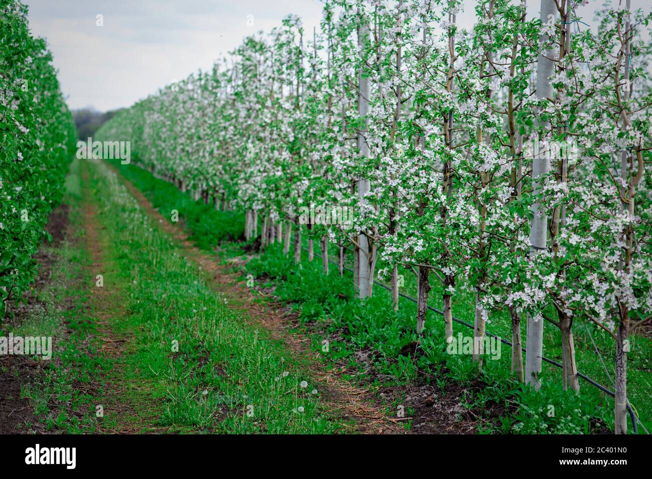 File di alberi di mele in fiore splendidamente su prato verde Foto Stock