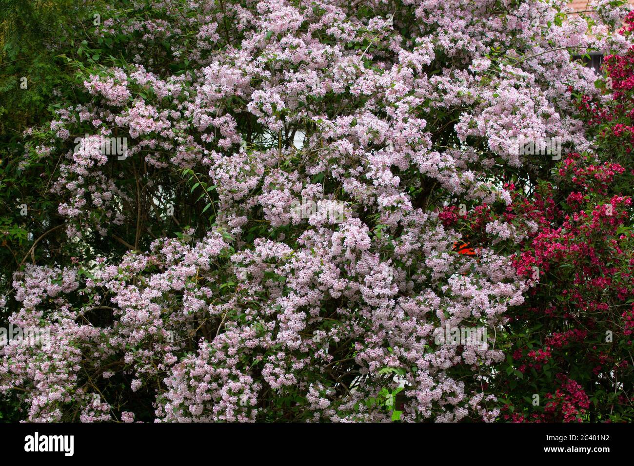 Fiori di un bush di bellezza, chiamato anche Kolkwitzia amabilis, Kolkwitzie o Perlmuttstrauch Foto Stock