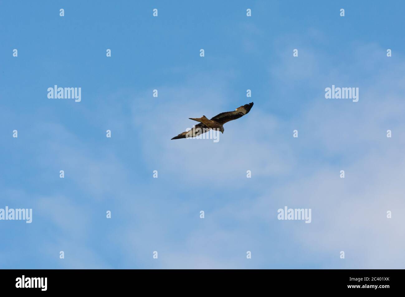 Un aquilone rosso (Milvus milvus) con un cielo blu luminoso come sfondo. Il kite rosso è un uccello di preda della famiglia Accipitridae. Foto di Scania, sud Foto Stock
