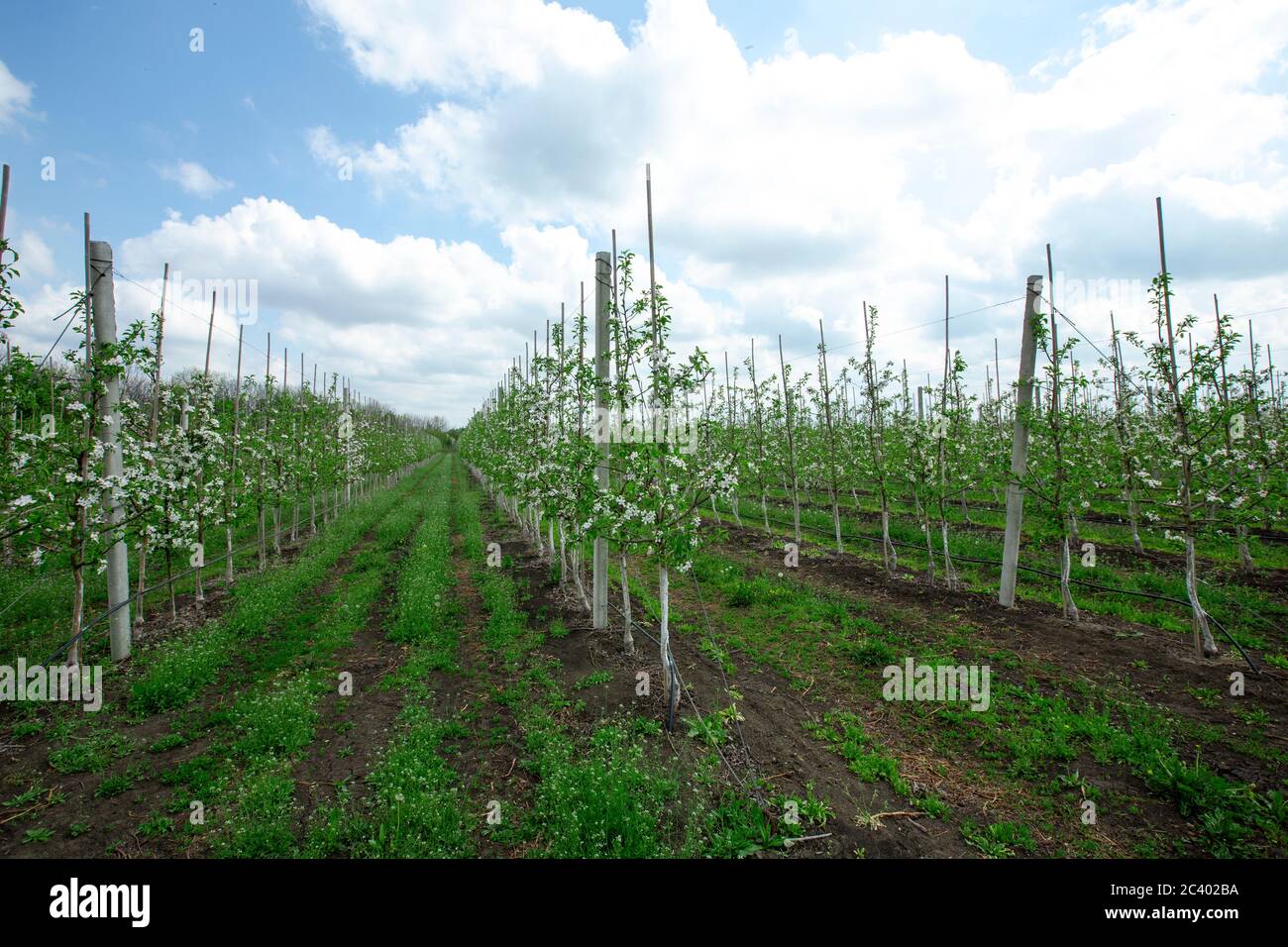Alberi nuovi in fattoria. File di piantine di alberi di mele fiorite su campo in primavera Foto Stock
