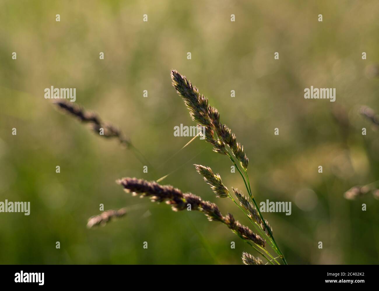 Scarafaggio (Dactylis glomerata), Warwickshire, Regno Unito Foto Stock