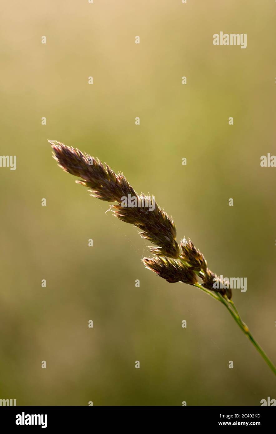 Scarafaggio (Dactylis glomerata), Warwickshire, Regno Unito Foto Stock