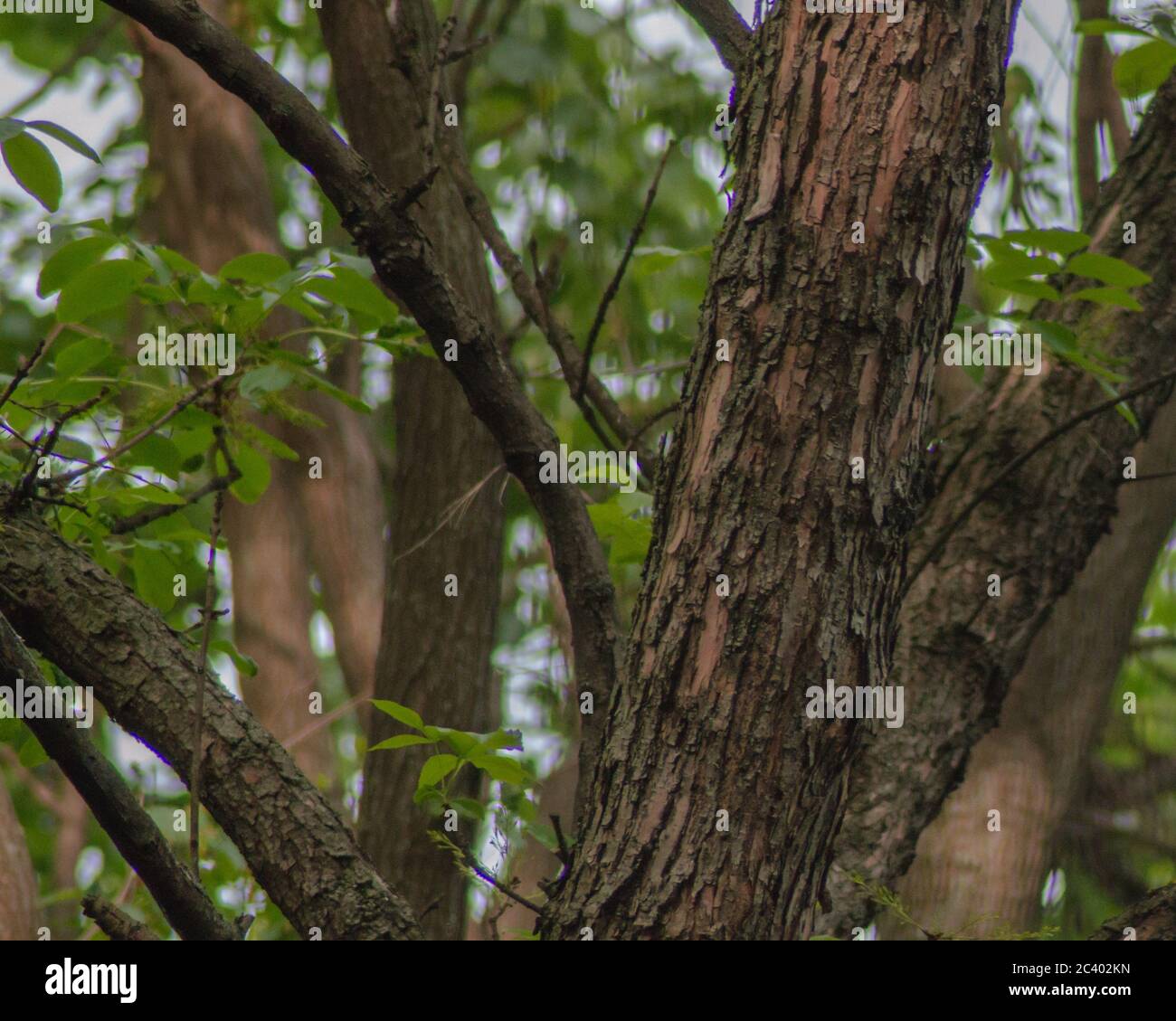 La corteccia di un vecchio albero peeling Foto Stock