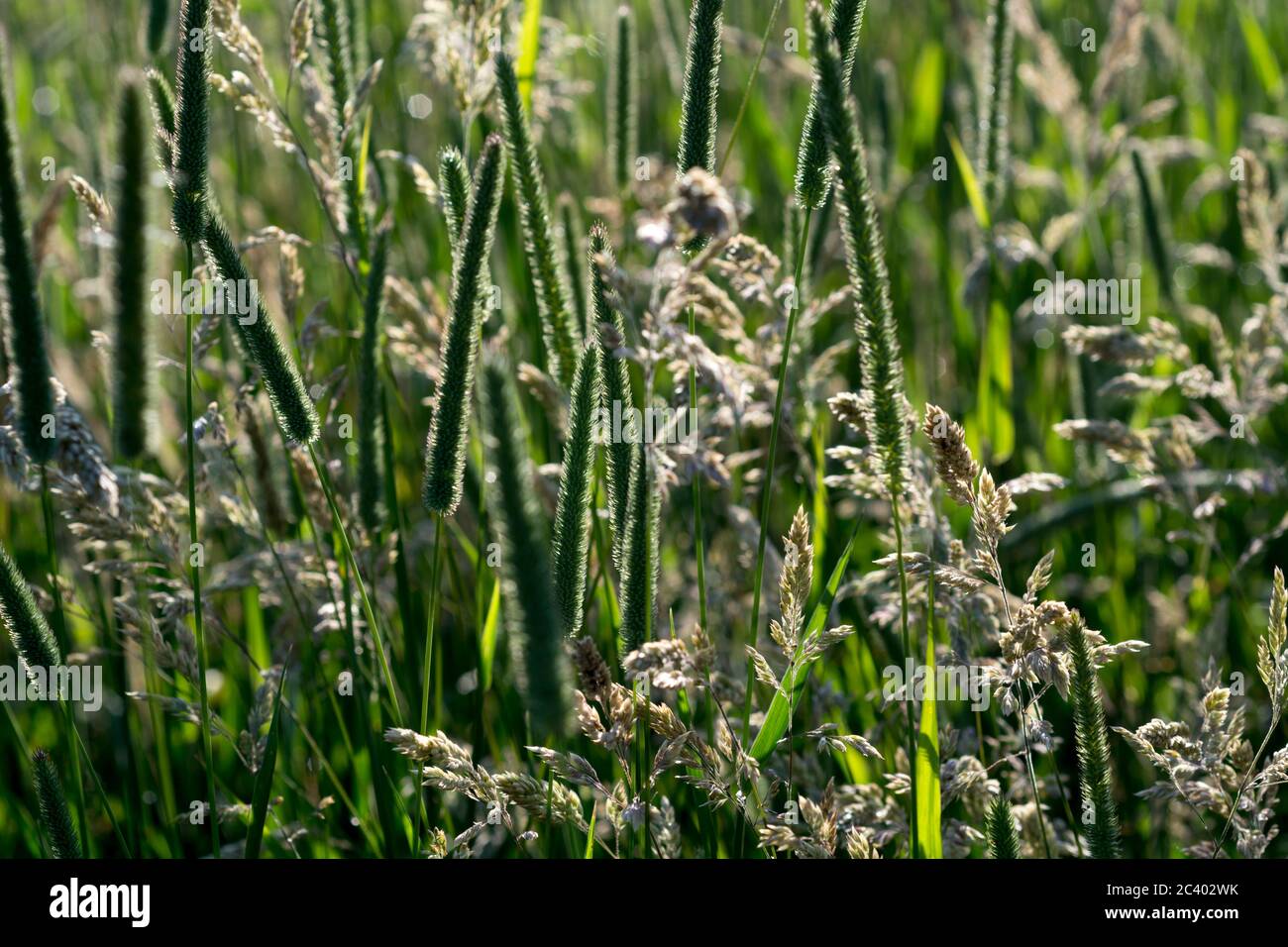 Erbe miste in un campo di fieno, Warwickshire, Regno Unito Foto Stock