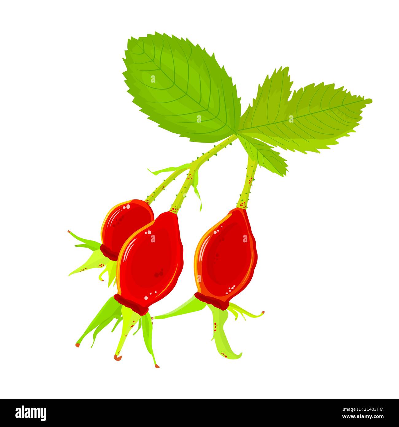 Ramo di rosa con bacche rosse isolate su sfondo bianco. Rosa cane per etichetta, poster, stampa. Frutta fresca di anca. Illustrazione vettoriale di Wild Rose.Stock Illustrazione Vettoriale