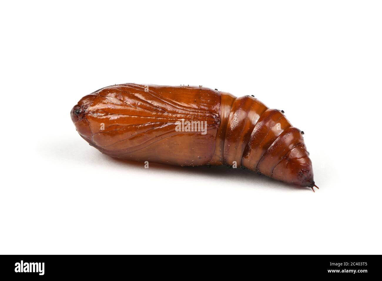 Pupa di falkmoth della testa della morte maggiore (Acherontia atropos) isolato su bianco. Foto ad alta risoluzione. Profondità di campo completa. Foto Stock