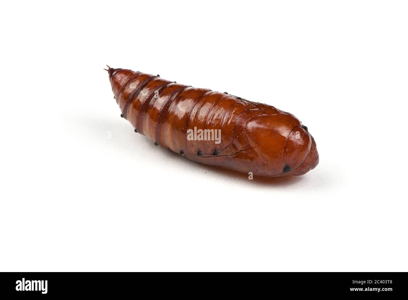 Pupa di falkmoth della testa della morte maggiore (Acherontia atropos) isolato su bianco. Foto ad alta risoluzione. Profondità di campo completa. Foto Stock