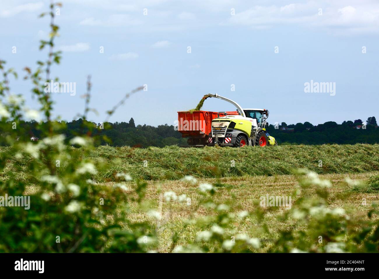 Trincia e trattore trainato rimorchio raccolta recentemente tagliare erba e vegetazione per la lavorazione insilato, Kent, Inghilterra Foto Stock