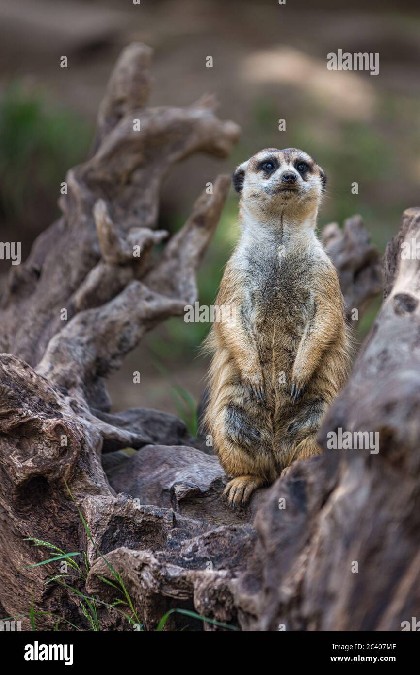 Ritratto di Single Meerkat o Suricate in piedi con sfondo sfocato, animale nativo africano, piccolo carnivoro appartenente alla famiglia mongoose Foto Stock