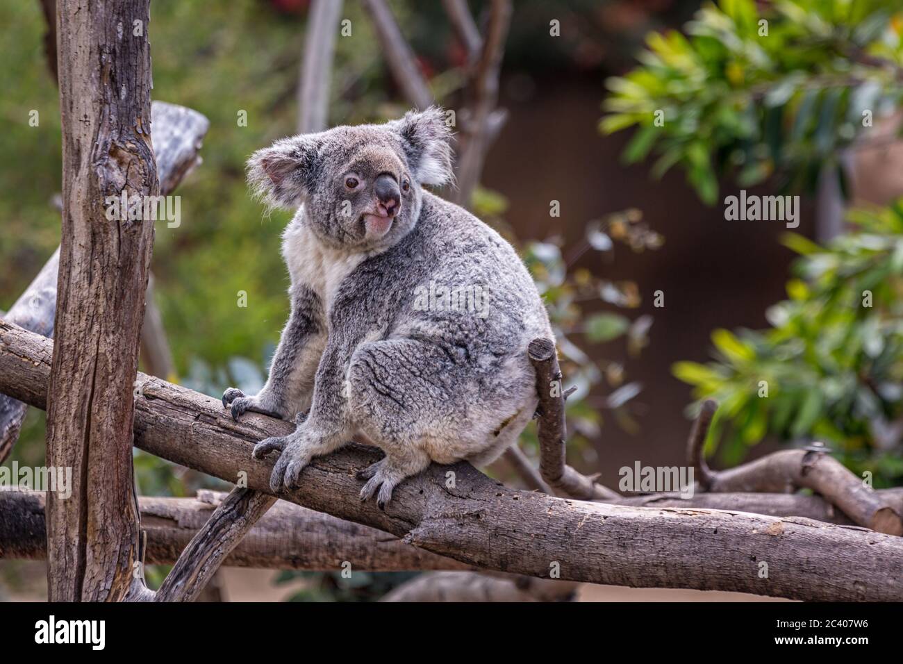 Ritratto di Koala che mostra un Koala sul ramo dell'albero con sfondo sfocato. Foto Stock