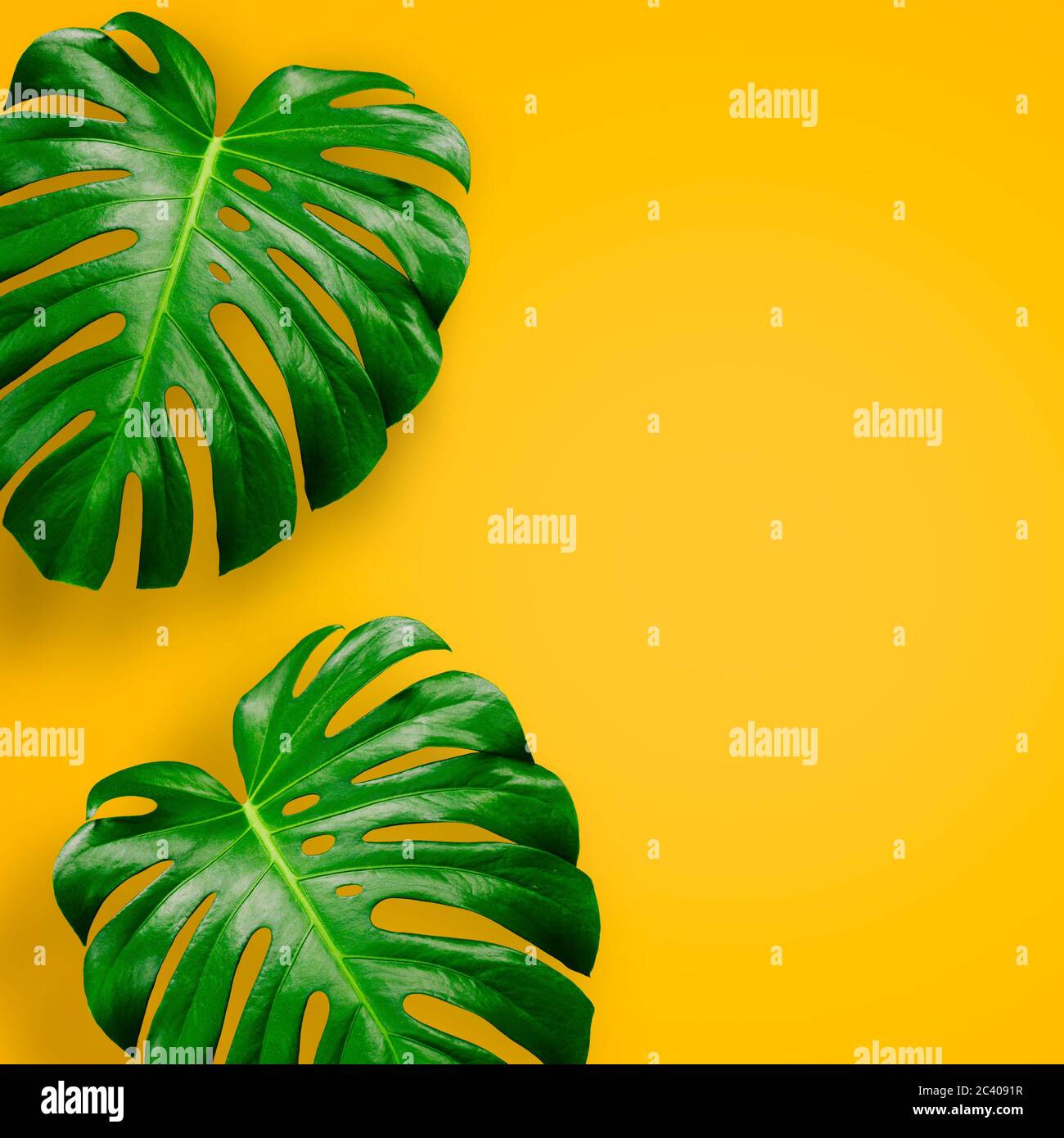 Sfondo estivo. Foglie verdi di monstera su sfondo giallo. Concetto estivo minimo con una copia dello spazio. Foto Stock
