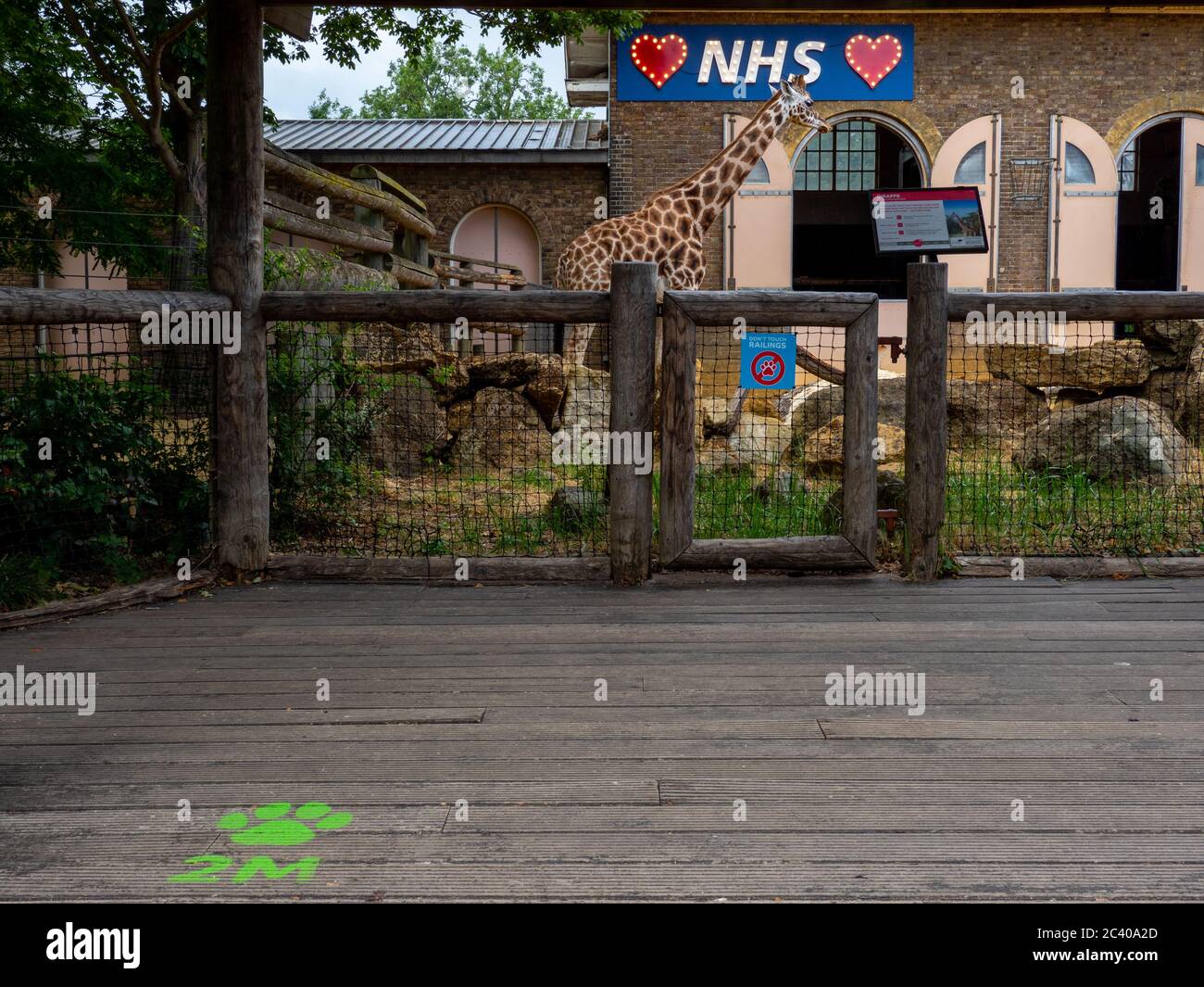 Un recinto di giraffe per rendere omaggio al lavoratore NHS allo Zoo di Londra mentre UK Zoos riapre al pubblico. Foto Stock