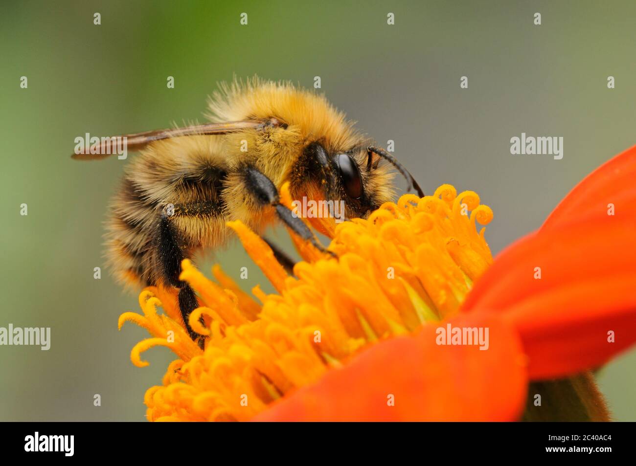 Comune carder Bee, Bombus pascuorum, alimentazione da fiore d'arancia, Norfolk, settembre Foto Stock