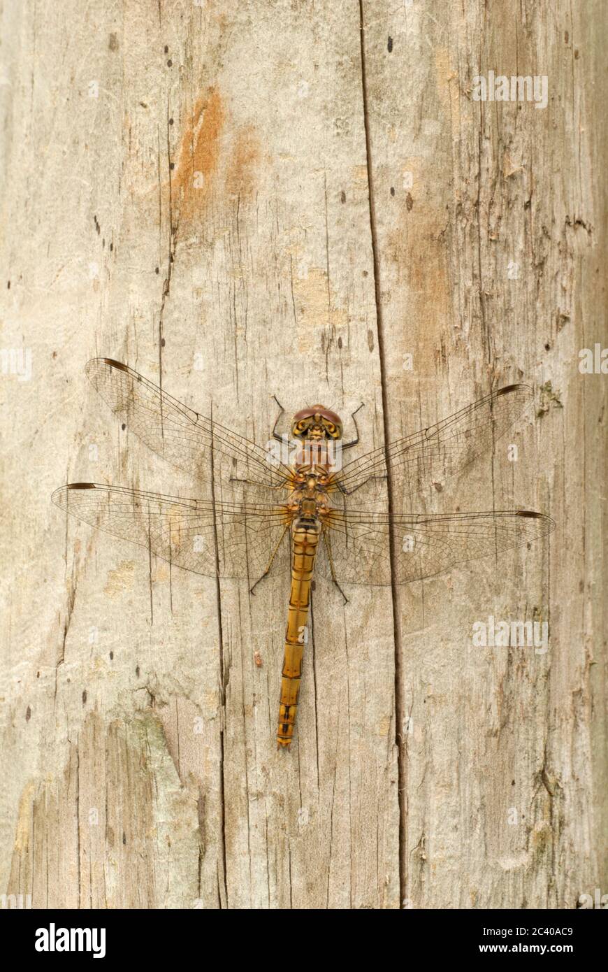 Dragonfly comune di Darter, Sympetrum striolatum, femmina su fencepost di legno Foto Stock