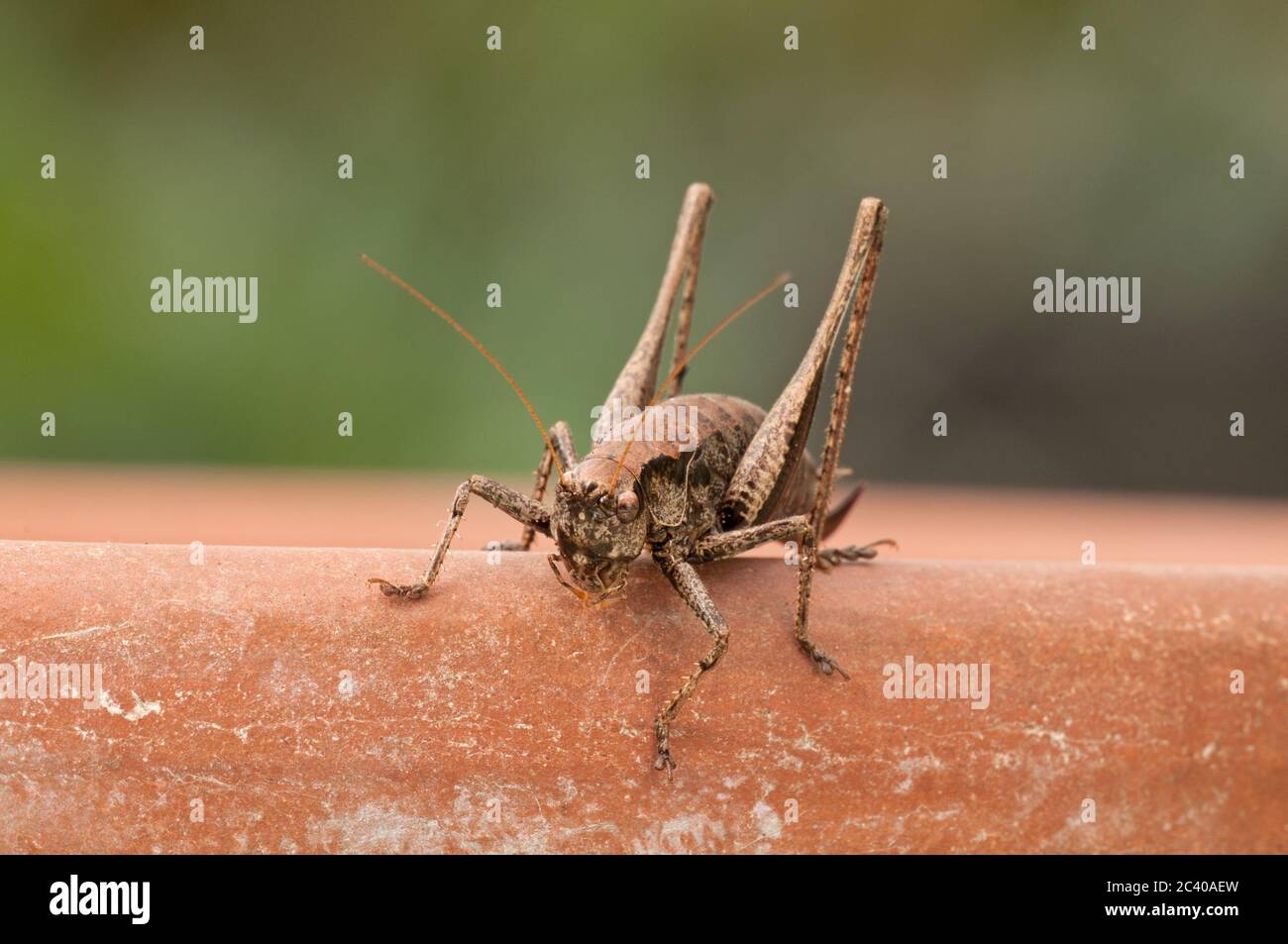 Cupo cricket cespuglio scuro, Pholidoptera griseoaptera, sul bordo della pentola di pianta, giardino, Norfolk, ottobre Foto Stock