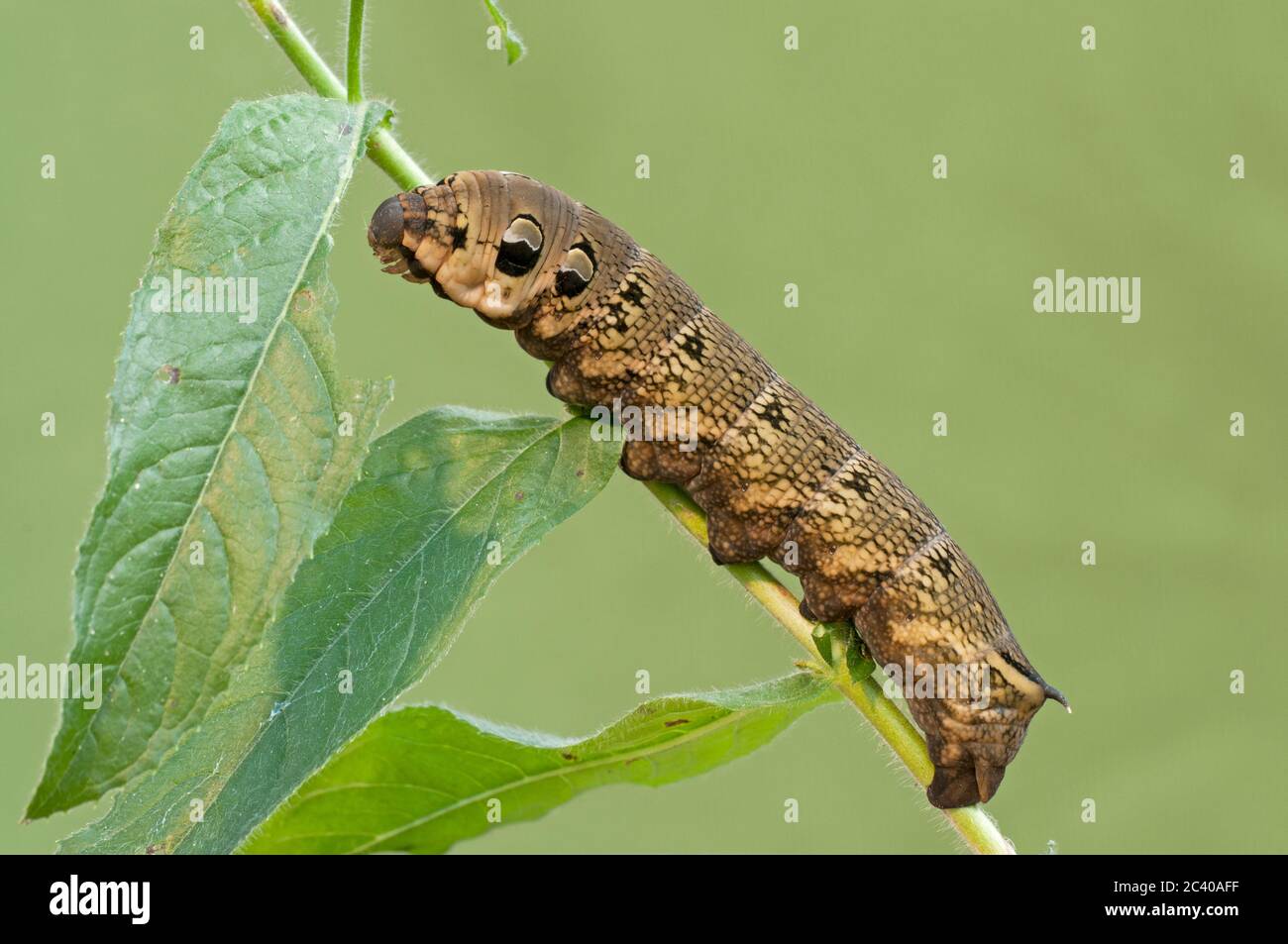 Elephant Hawkmoth, Deilephila Elpenor, caterpillar, nutrendo il Grande Willowwib, Norfolk, settembre Foto Stock