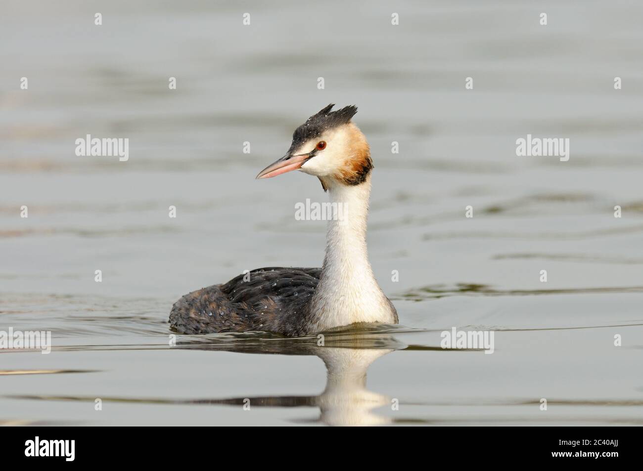 Grande greta crestata, polidisato di Podiceps, piumaggio invernale, fiume, acqua, Norfolk, Regno Unito Foto Stock