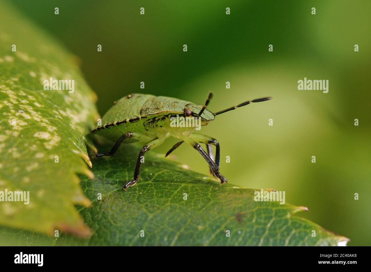 Green Shield Bug, Palomena prasina, giovane, su foglia di rosa, giardino, autunno, Norfolk Foto Stock