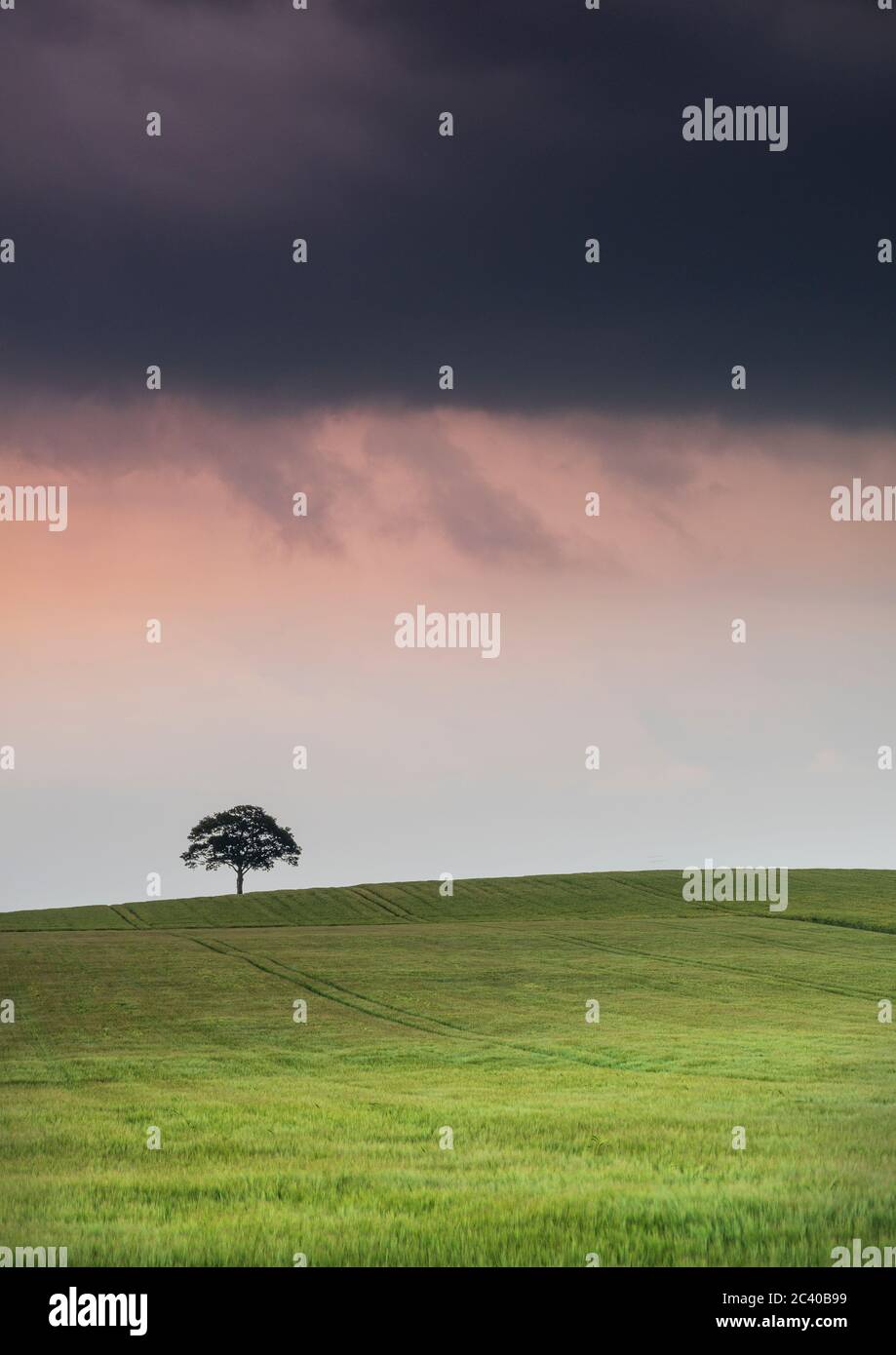 Una tempesta estiva passa sopra un albero solato all'orizzonte. Foto Stock