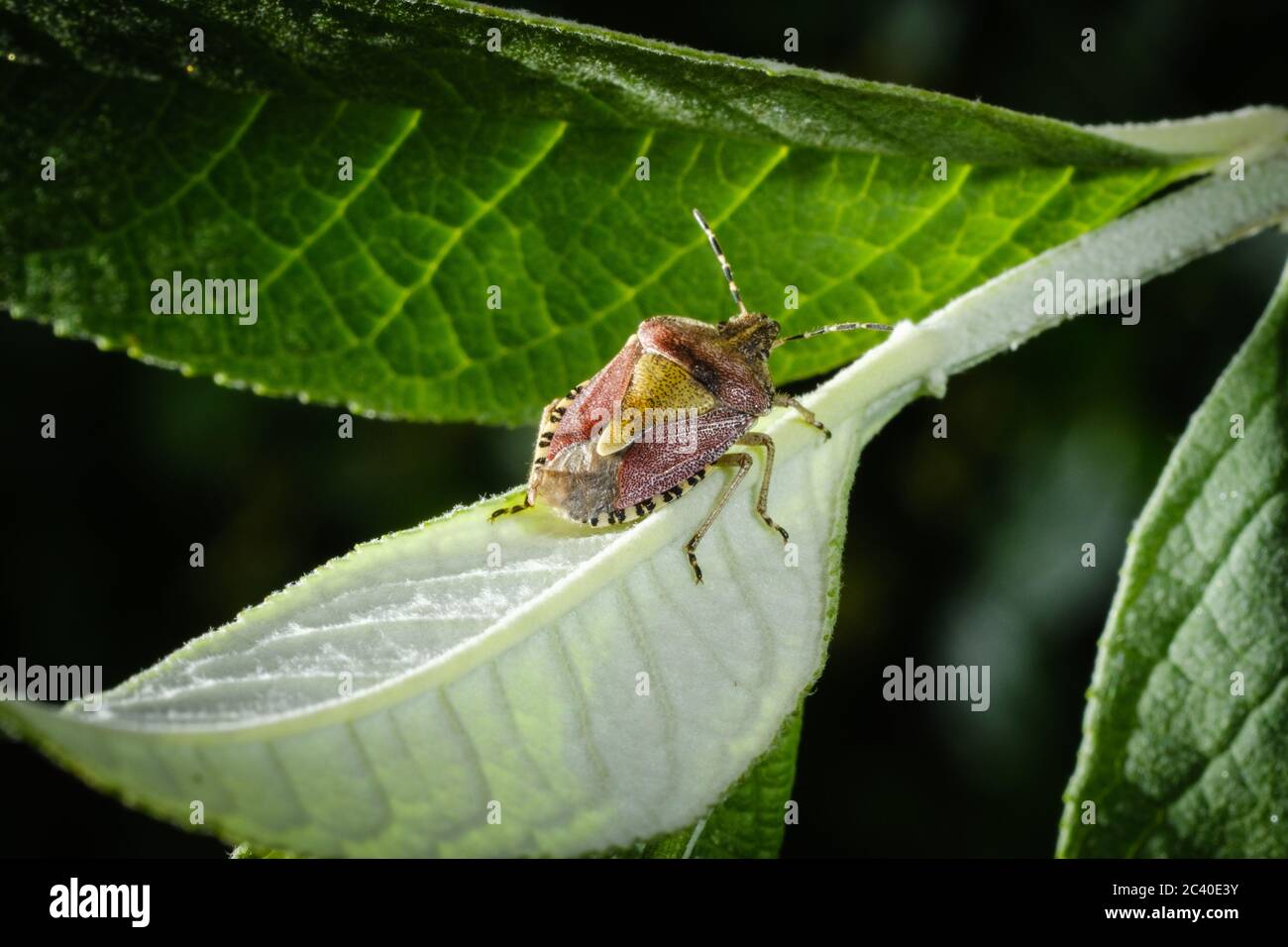 Hai Foto Stock