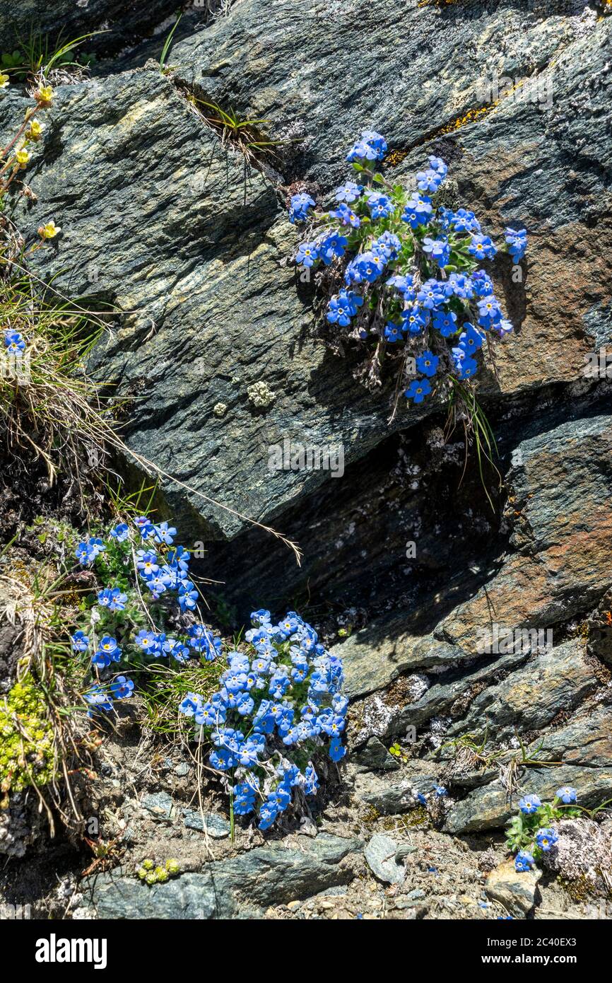 Himmelsherold (Eritrichium nanum) auf der Pfulwe (Gipfel) bei Zermatt, Kanton Wallis. Foto Stock