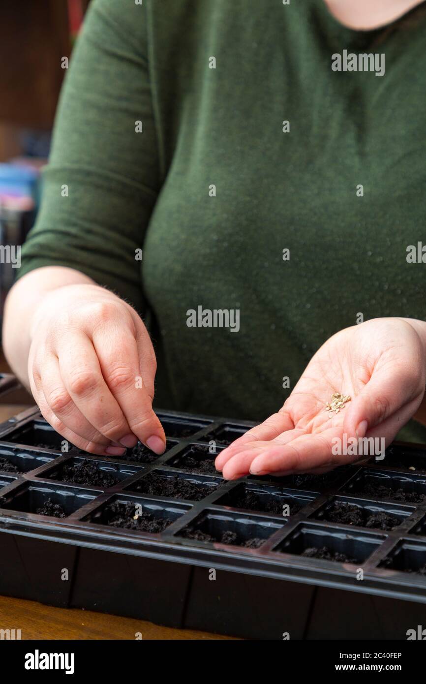 Semina i semi di pomodoro "Alicante" in un vassoio per semi Foto Stock