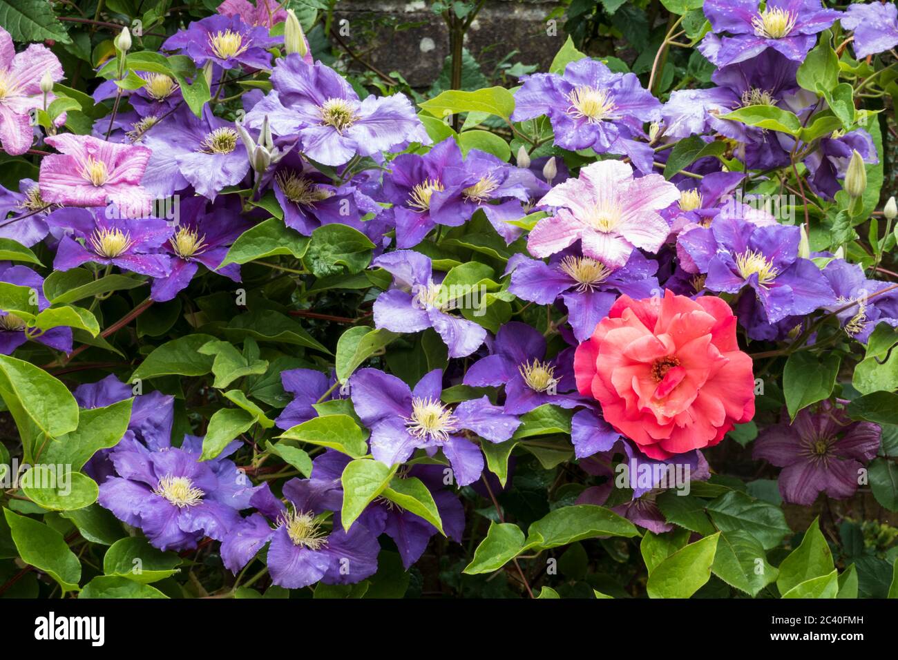 Blue Clematis e una rosa rossa che cresce su una parete da giardino, Berkshire, Inghilterra, Regno Unito, Europa Foto Stock
