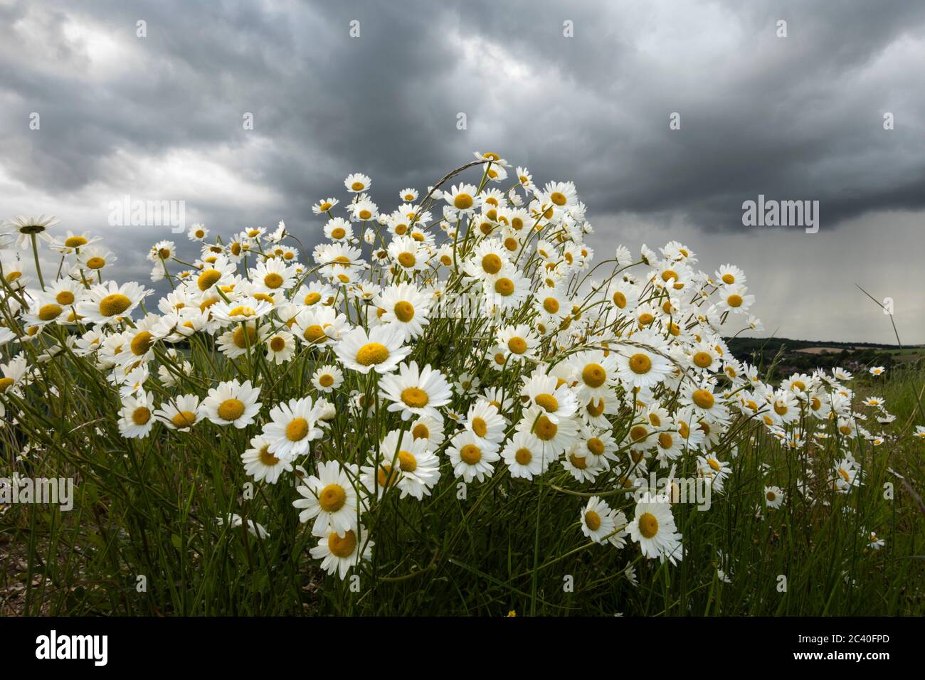 Oxeye Daisies che cresce in praterie grezze sotto un cielo grigio pesante, East Garston, West Berkshire, Inghilterra, Regno Unito, Europa Foto Stock