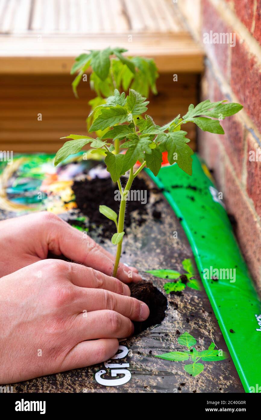 Piantare piante di pomodoro 'Alicante' in sacchi di pomodoro crescere Foto Stock