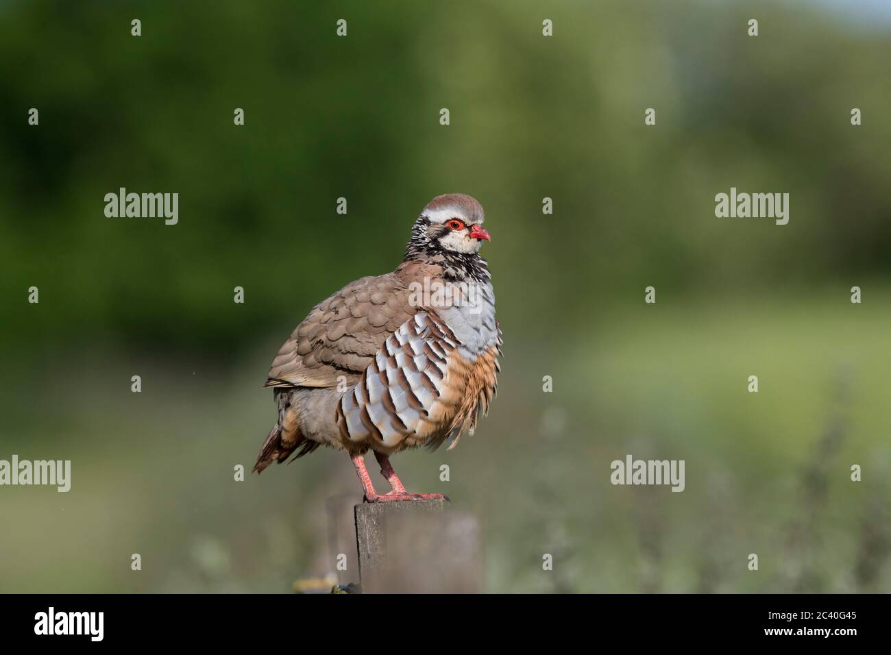 Partridge delle leggende rosse; Alectoris rufa; in piedi su alberino di fence; Regno Unito Foto Stock