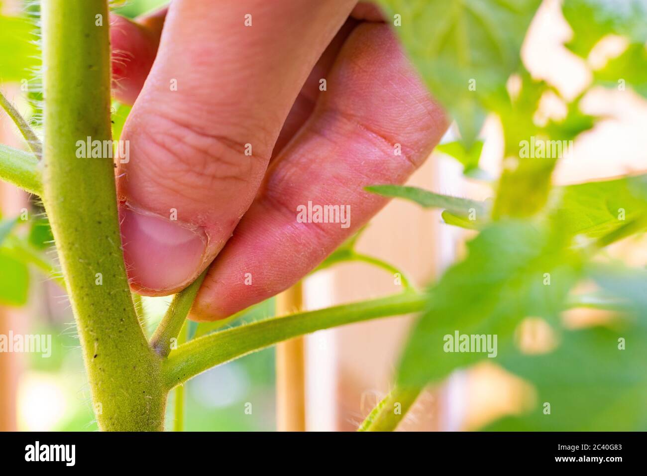 Pizzicando fuori tiro laterale sulla pianta di pomodoro 'Alicante' Foto Stock
