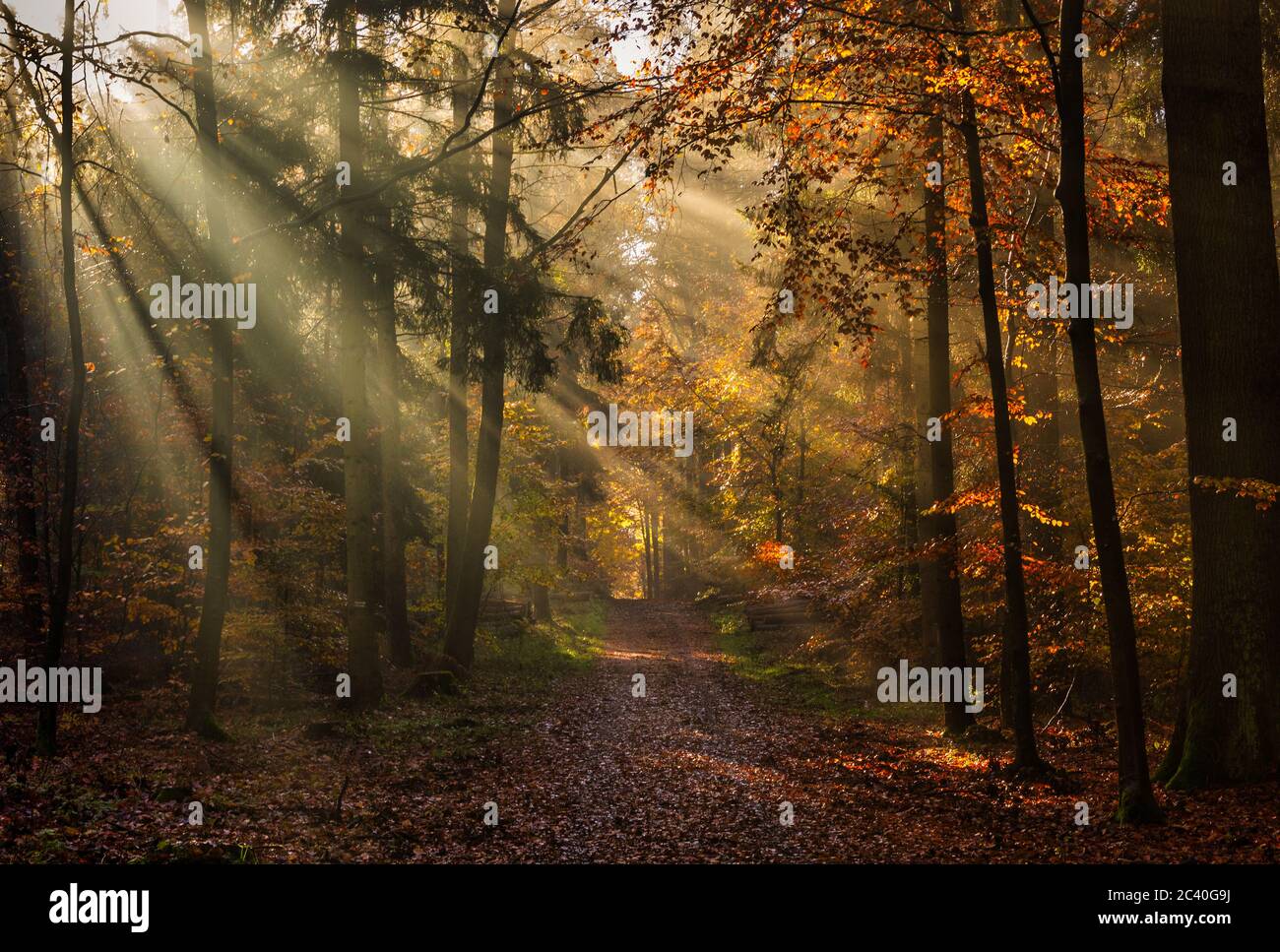 Buchenwald im Herbstlicht Foto Stock