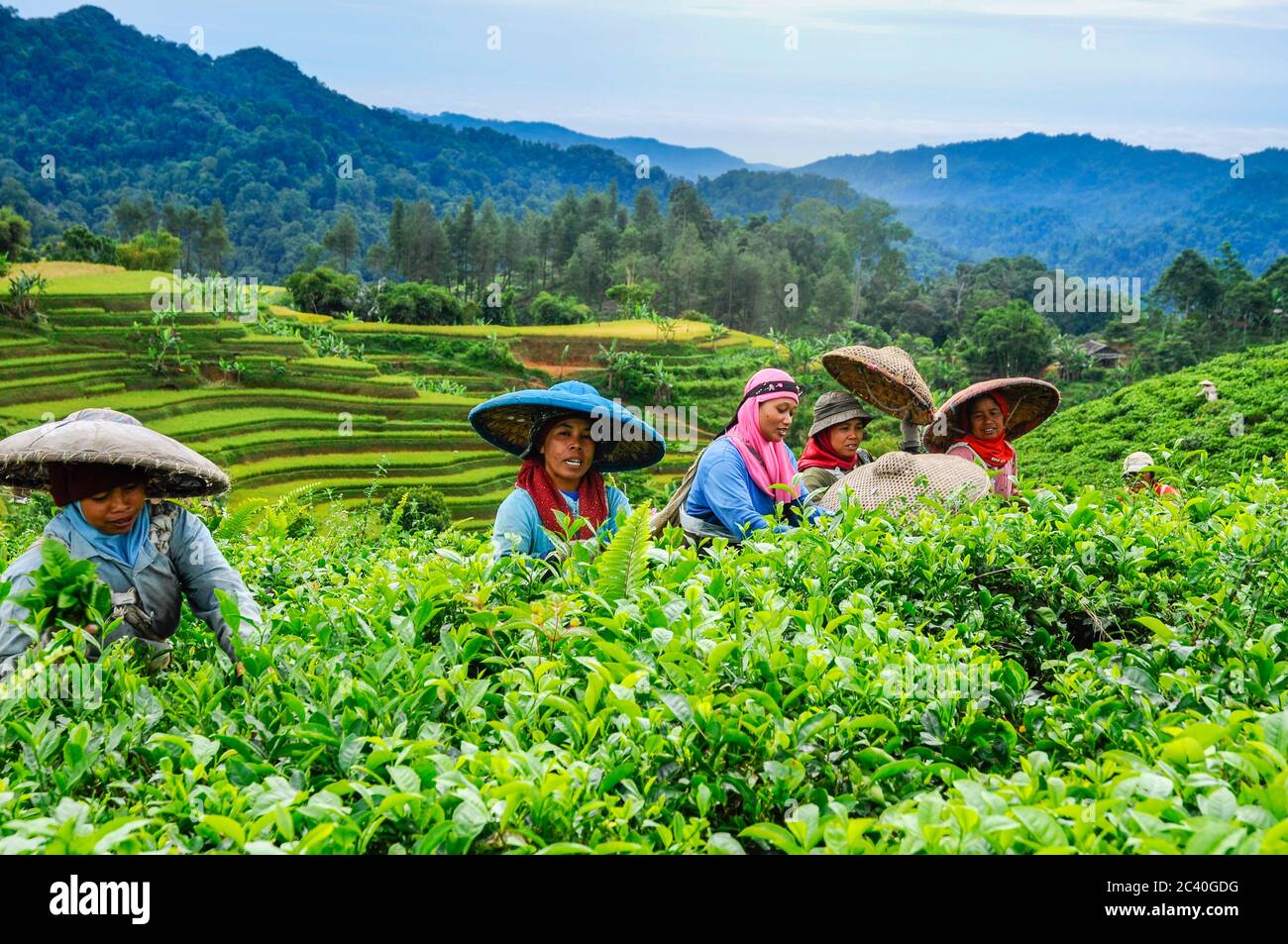 Una mietitrice femminile con cappello asiatico a cono che raccoglie e raccoglie foglie di tè in una piantagione di tè di campo in collina a Giava occidentale, Indonesia Foto Stock